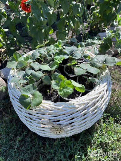 Рассада клубники