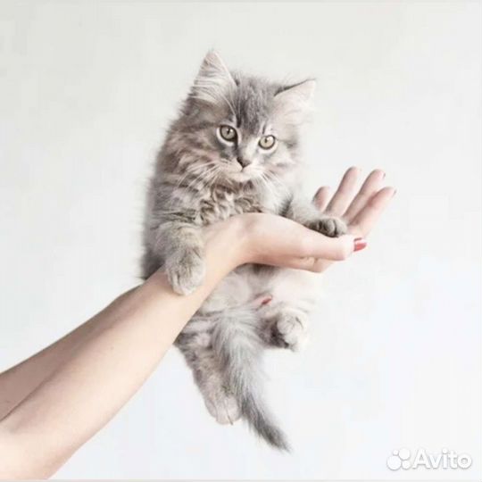 Сибирские котята бесплатно в добрые руки