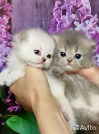 Котята британской шиншиллы