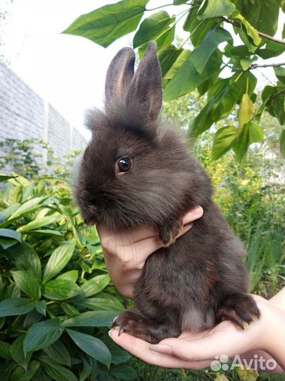 Декоративные кролики