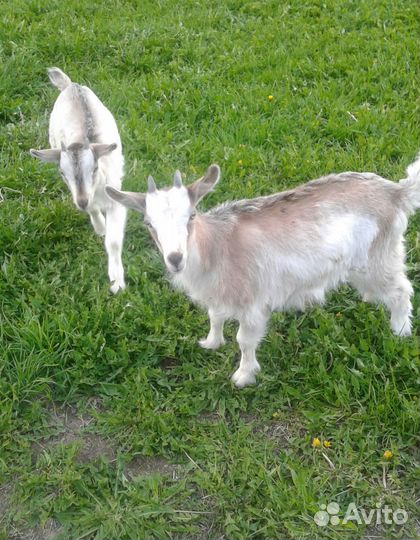 Козочки