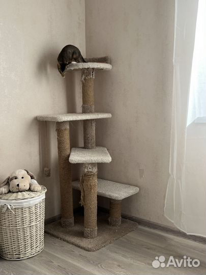 Когтеточка для кошек бу