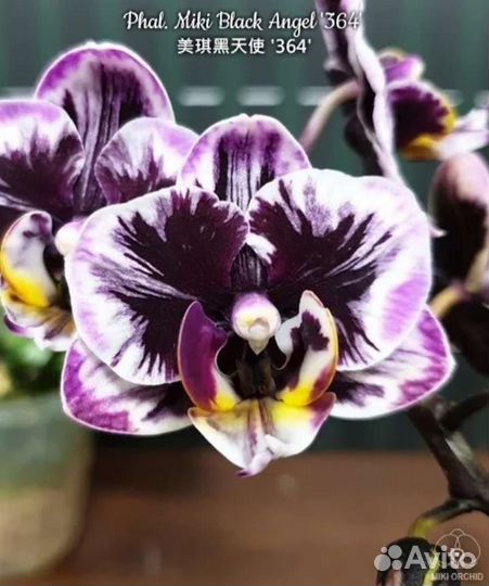 Орхидея Чёрный Ангел