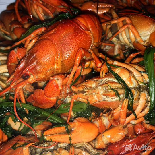 Живые раки, азовская креветка