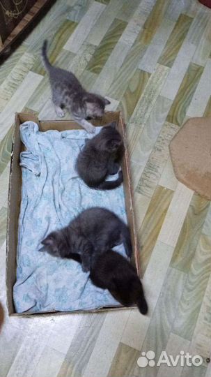 На Тагилстрое Отдадим котят в хорошие руки