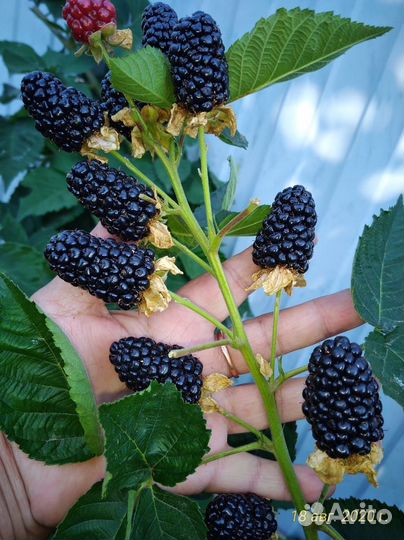 Ежевика ремонтантная без шипов Блэк Джем