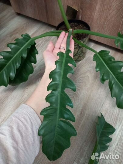 Филодендрон блек кардинал, херроу, монстера альба