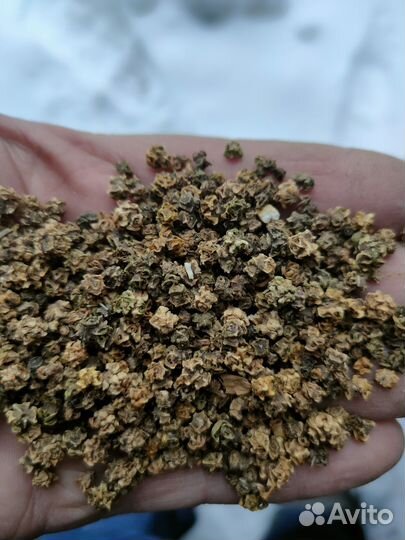 Семена кормовой свеклы