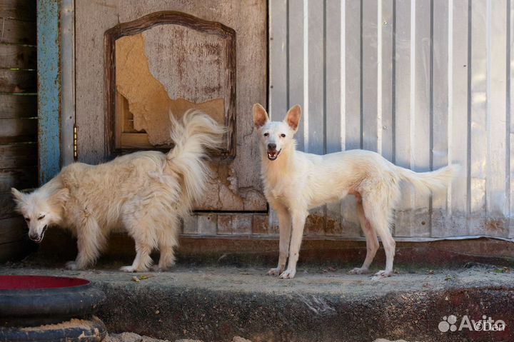 Отдаю собаку Фараона-Пеппи 8 кг в дар