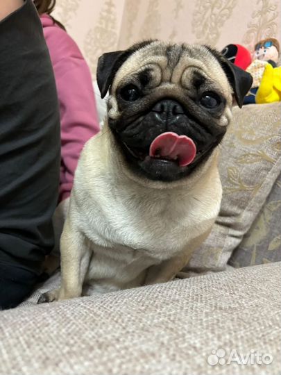 Щенки мопса