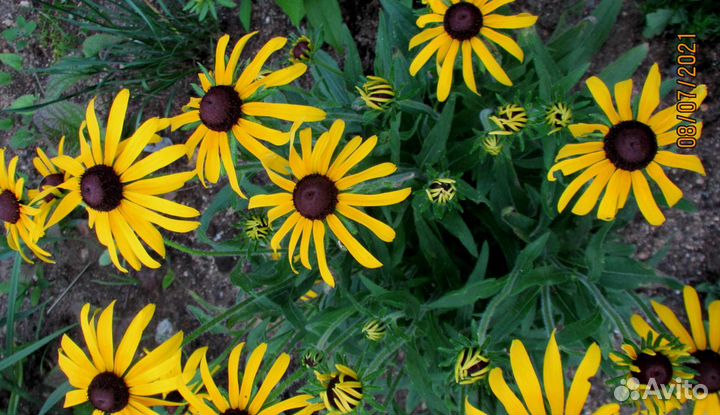 Рудбекия сорт Золотой шторм