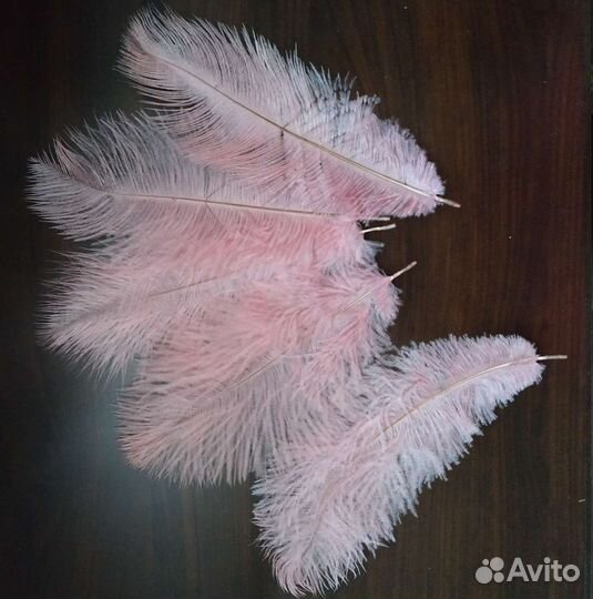 Перья страуса