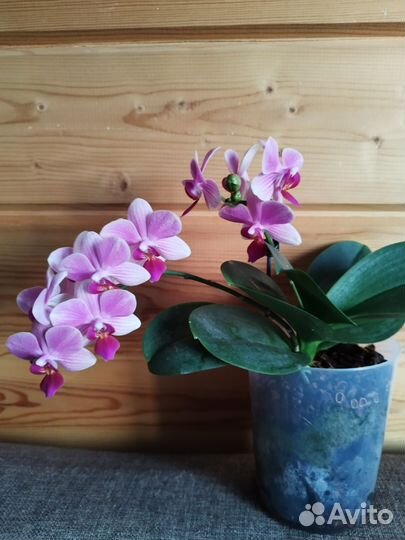 Орхидея фаленопсис