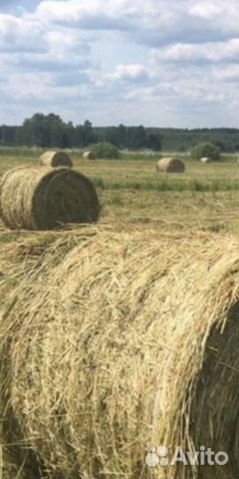 Сено суходол