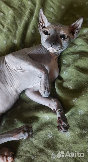 Девочка эльфийка