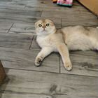Шотландский вислоухий короткошёрстный кот, вязка