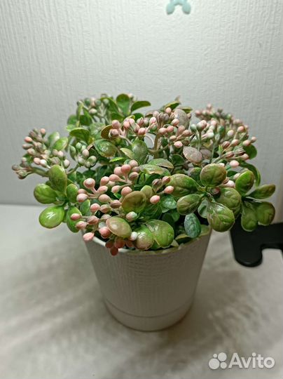 Искусственный цветок в пластиковом горшке