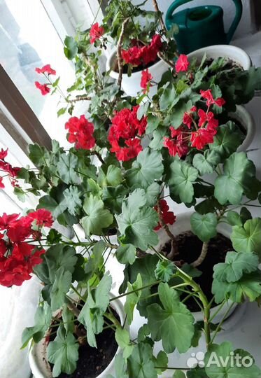 Герань (пеларгония) в горшке с поддоном