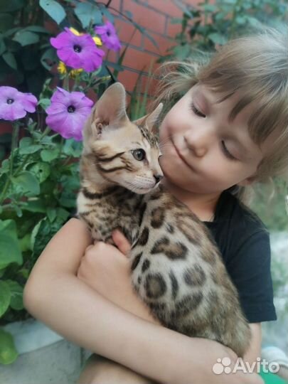 Бенгальские котята