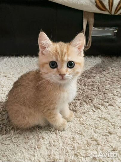 Котенок золотая шиншилла