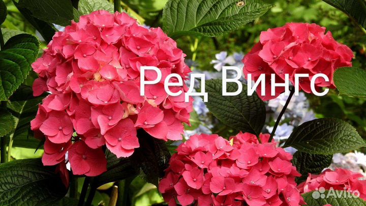 Гортензия крупнолистная