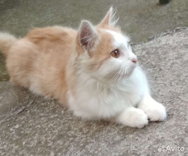 Говорящий кот