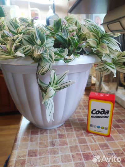 Традесканция