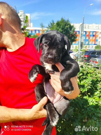 Щенки Кане Корсо