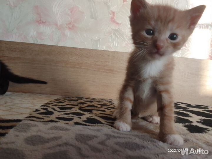 Самый милый котенок