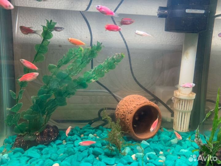 Аквариумные рыбки данио