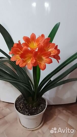 Кливия