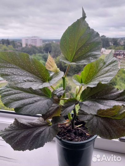 Рео и другие комнатные растения