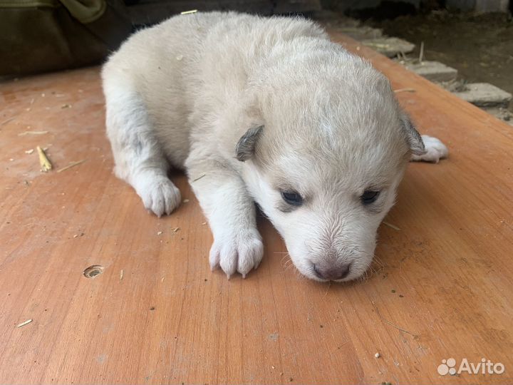 Щенки даром