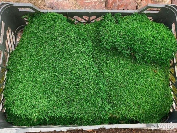 Стабилизированный мох ягель, опт и розница