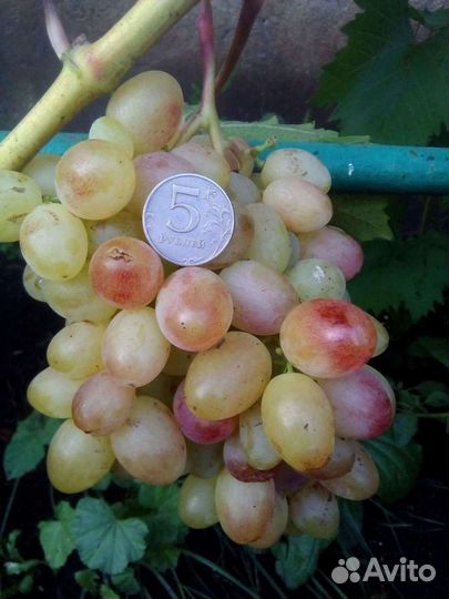 Саженцы и черенки винограда