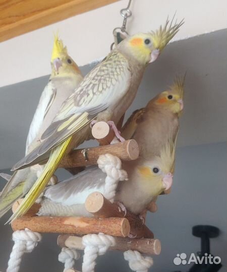 Корелла птенцы