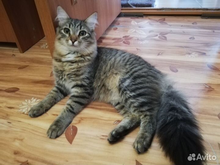 Кот