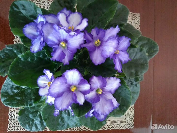 Цветы домашние