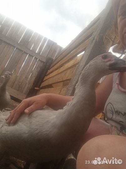 Индоутки Лаванда