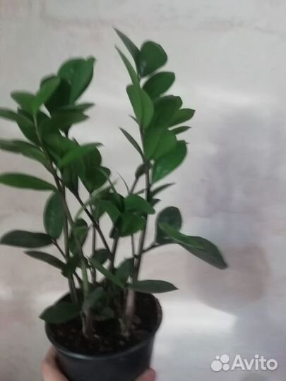 Комнатные растения разные - 3