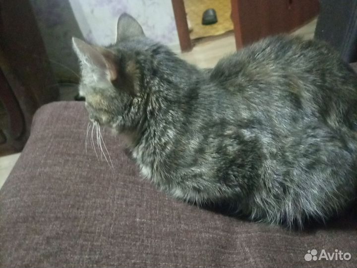 Кошка