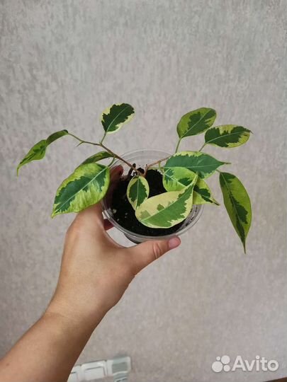 Комнатные растения цветы