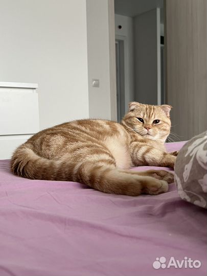 Шотландский вислоухий кот вязка