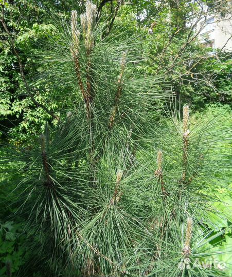 Сосна крымская, горная семена