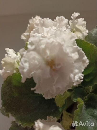 Фиалка белая