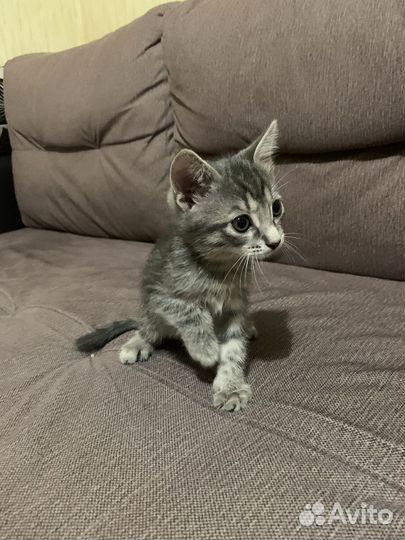 Котята в добрые руки бесплатно