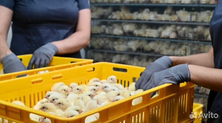 Бройлер суточный Кобб 500 и Росс 308 в Крыму