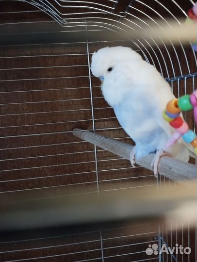 Волнистый попугай ввп чех