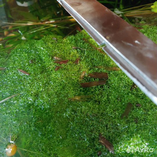 Улитки мелании,риччия растение аквариумное
