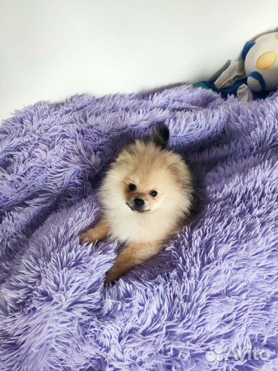 Померанский шпиц мини